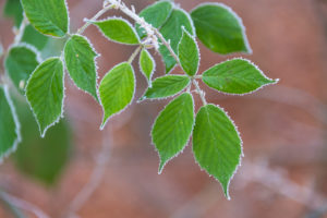 Blackberry leaves with rime in winter, Bavaria, Germany Blackberry leaves with rime in winter, Bavaria, Germany